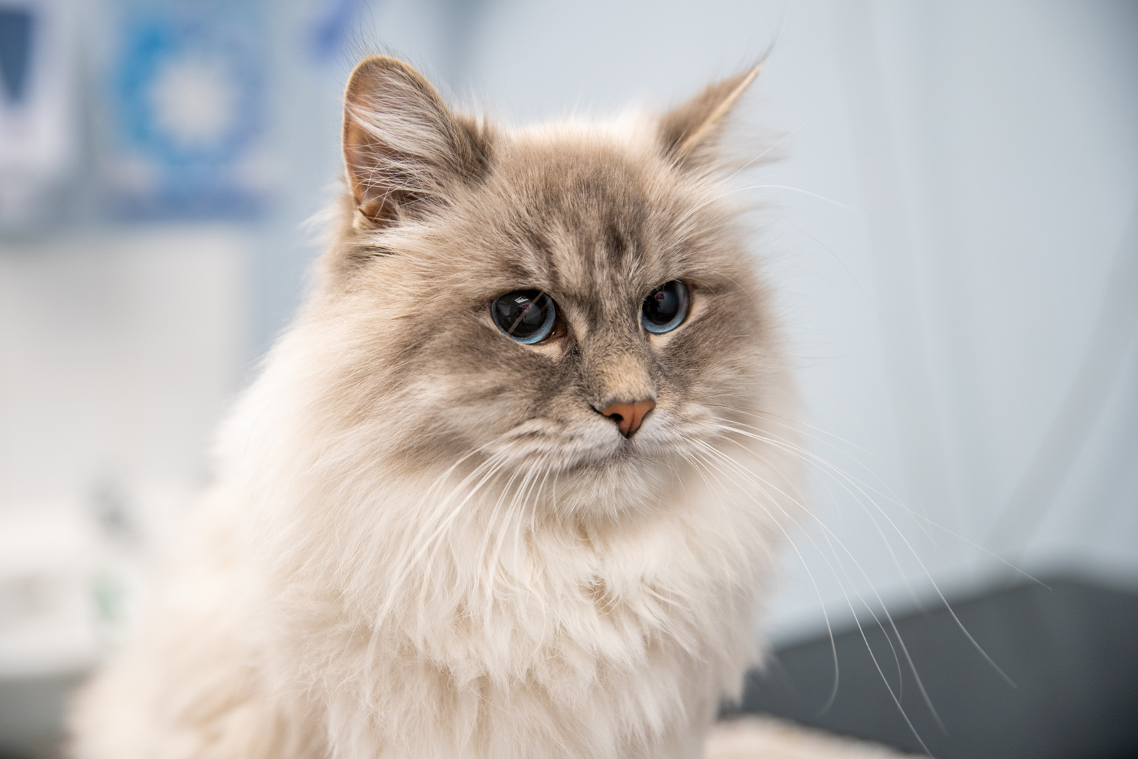 Cat 4